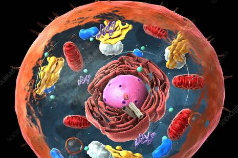 Animal Cell Structure