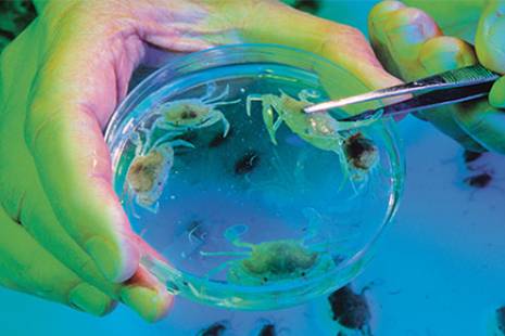 Marine Biotechnology