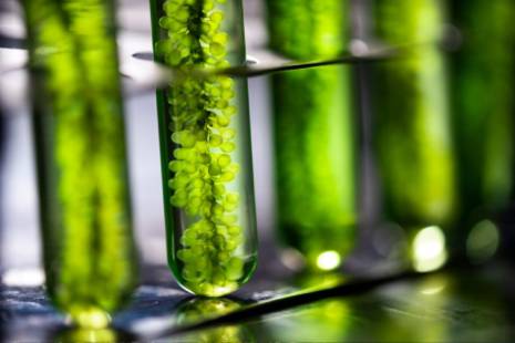 Algal biotechnology