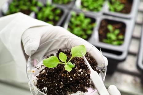 Agricultural biotechnology