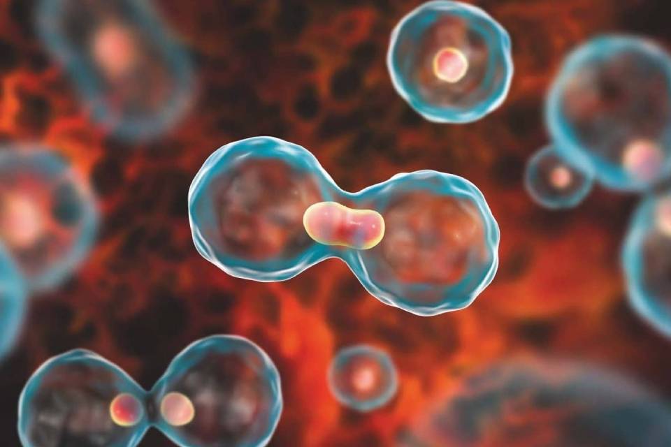 Stem Cells Technology